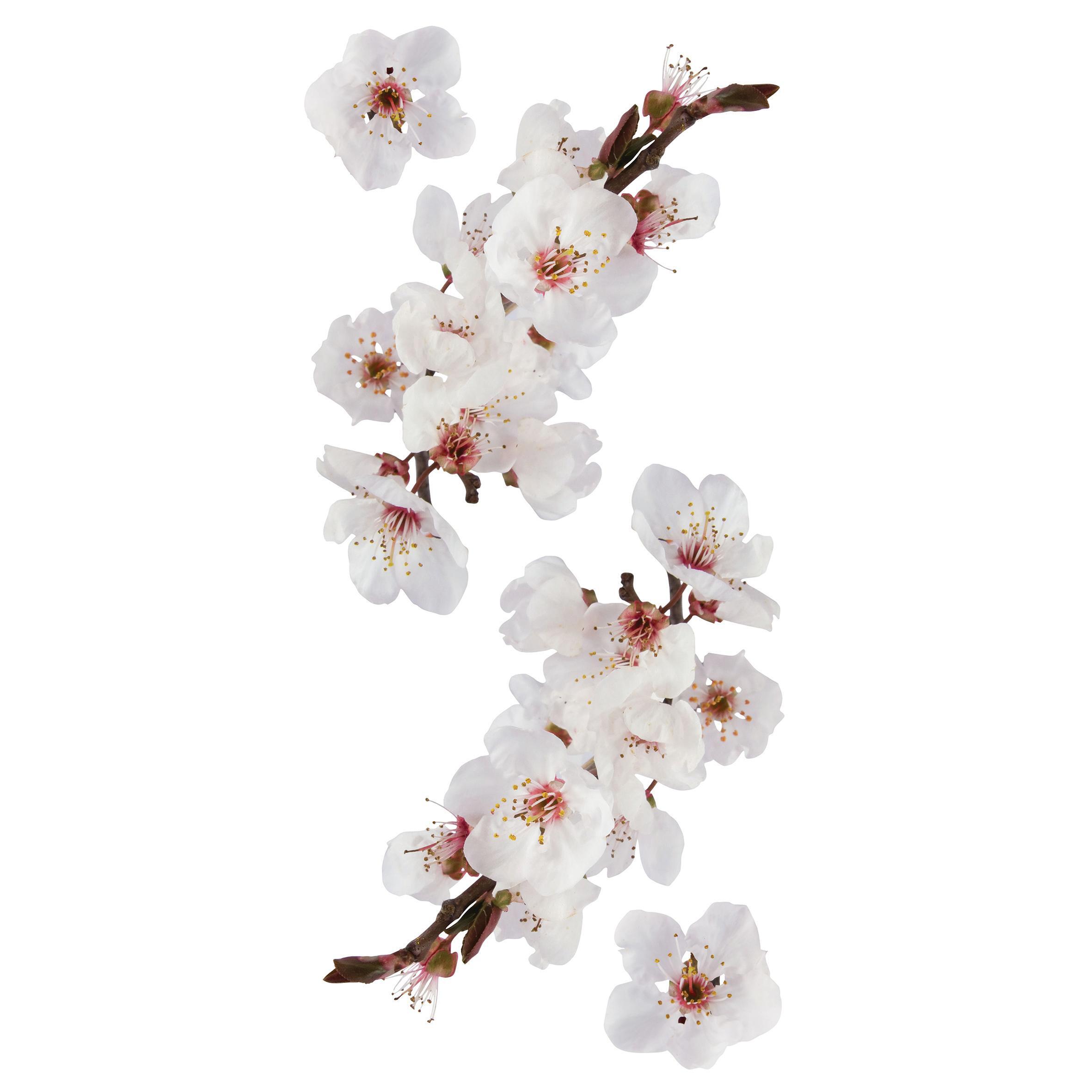 Sticker Photographic blossom 15x31 cm - 3