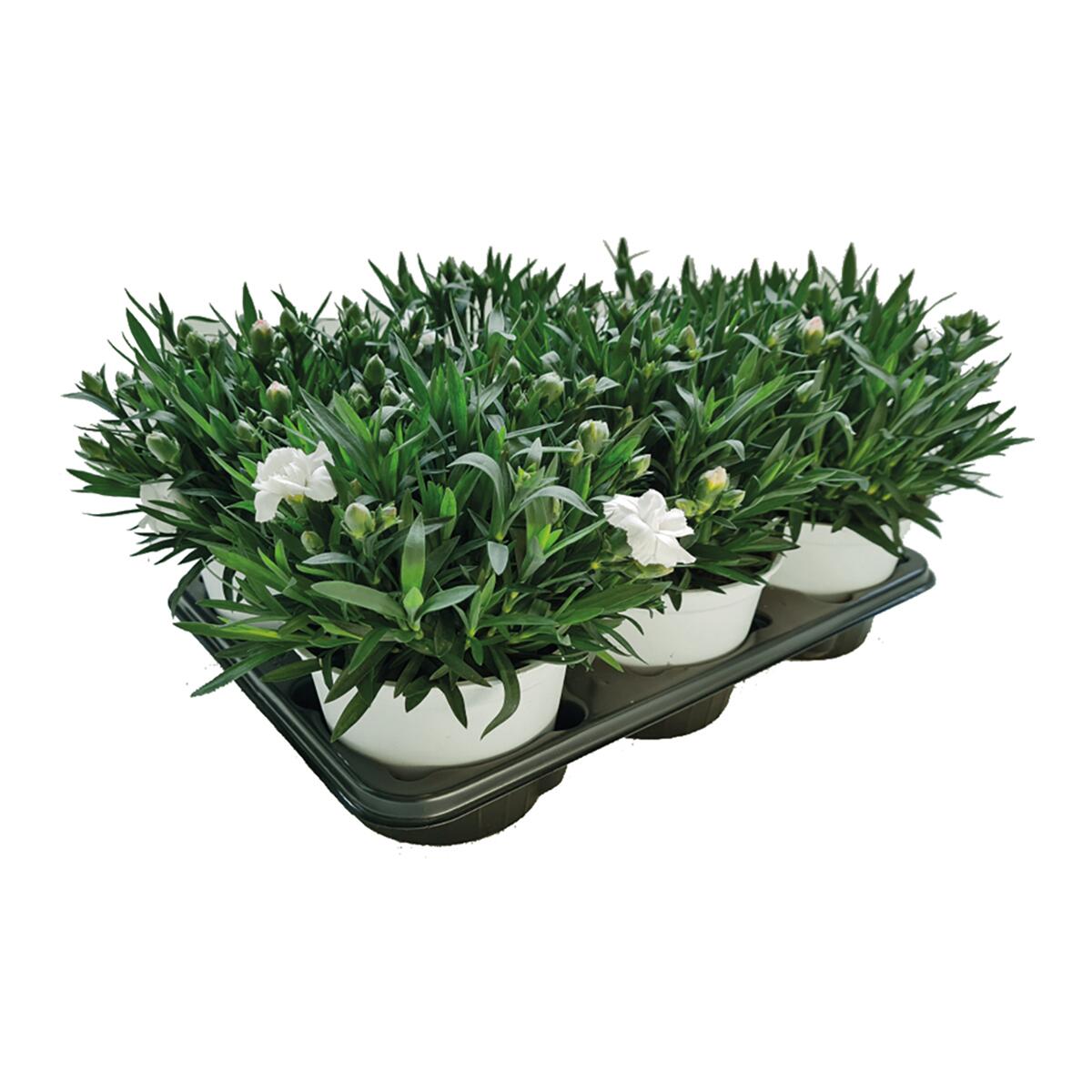 6 Piante Di Garofano In Vaso - Fiori Ornamentali Non Commestibili Per Giardino O Balcone - Foto 12