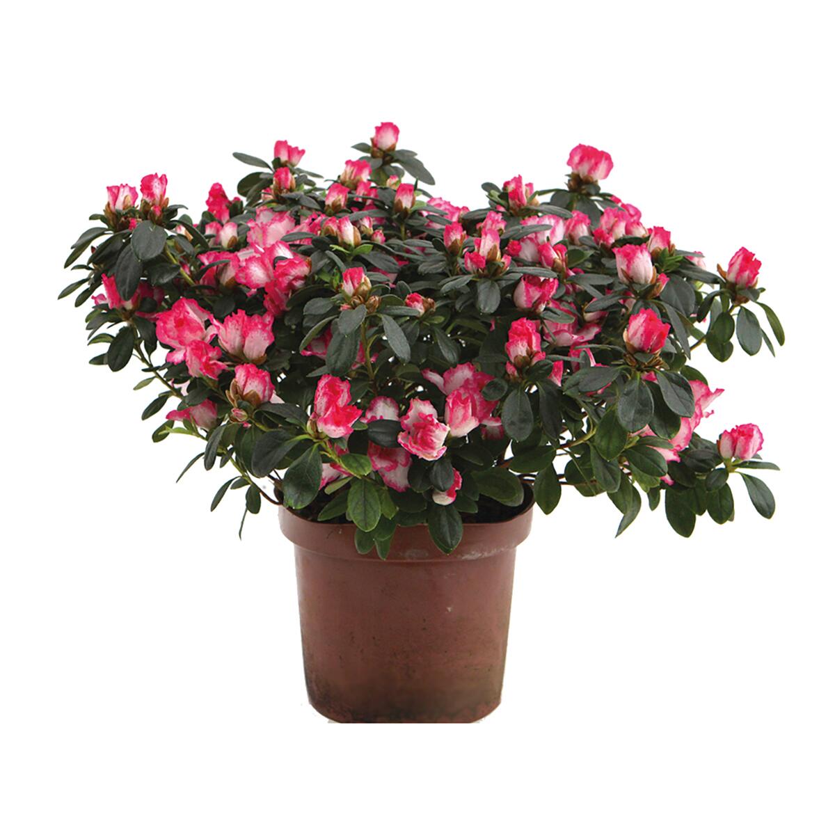 Azalea Japonica Ø 18 cm | Leroy Merlin