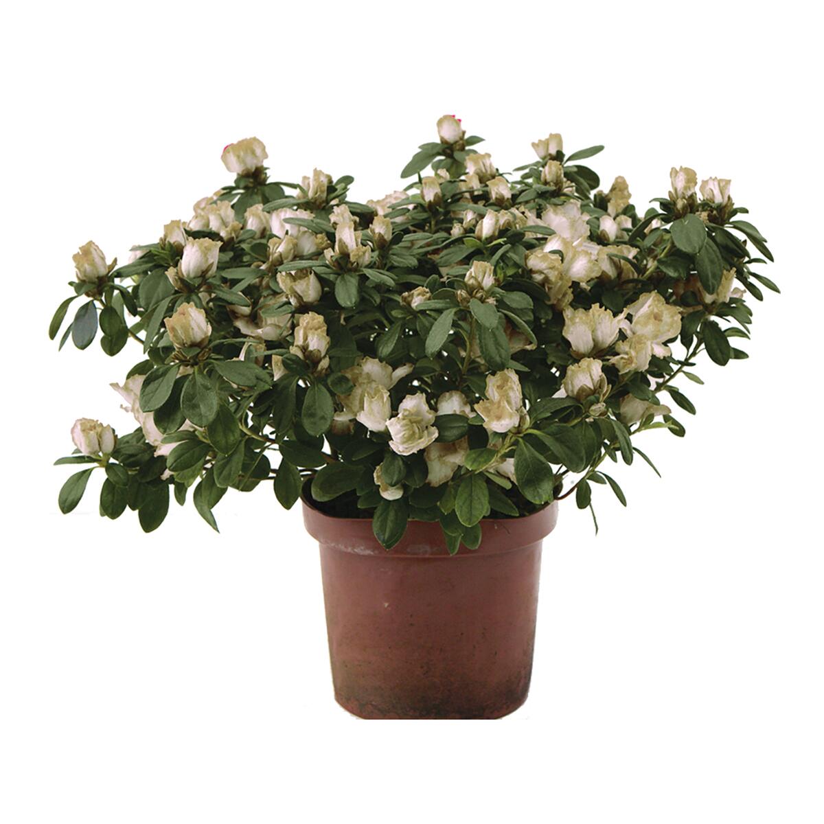 Azalea Japonica Ø 18 cm | Leroy Merlin