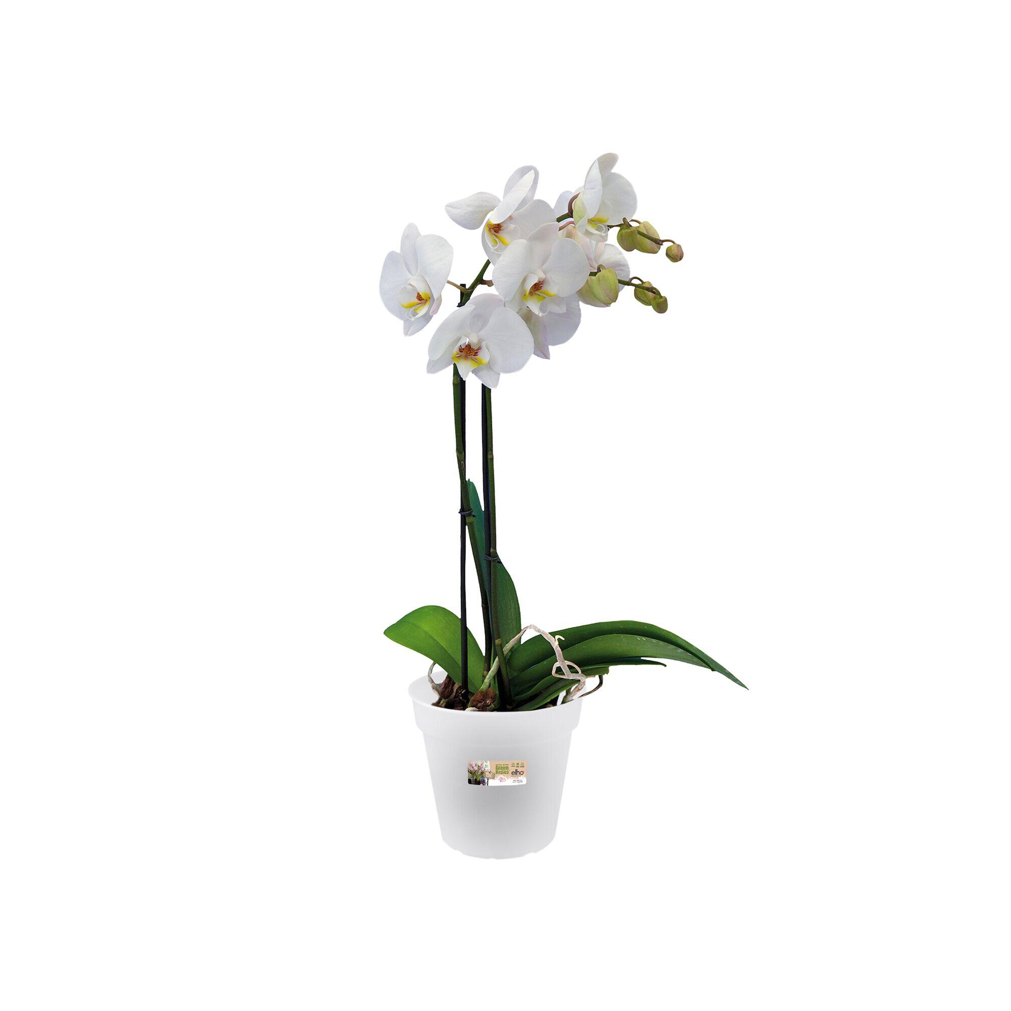 Fiocco set 2 fiocchi di neve H 12 cm, L 12 cm, colore trasparenti, 2