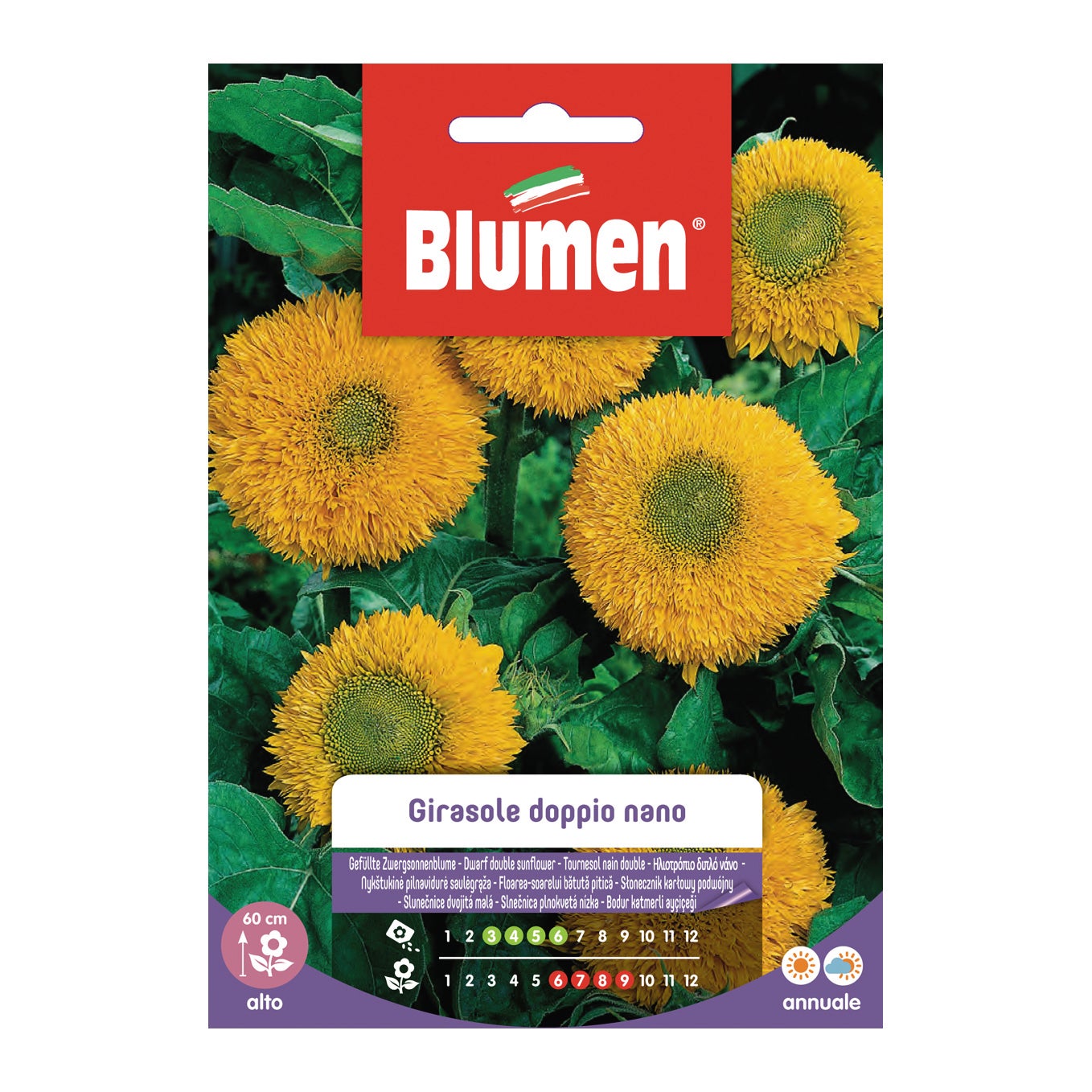 Seme fiore Girasole