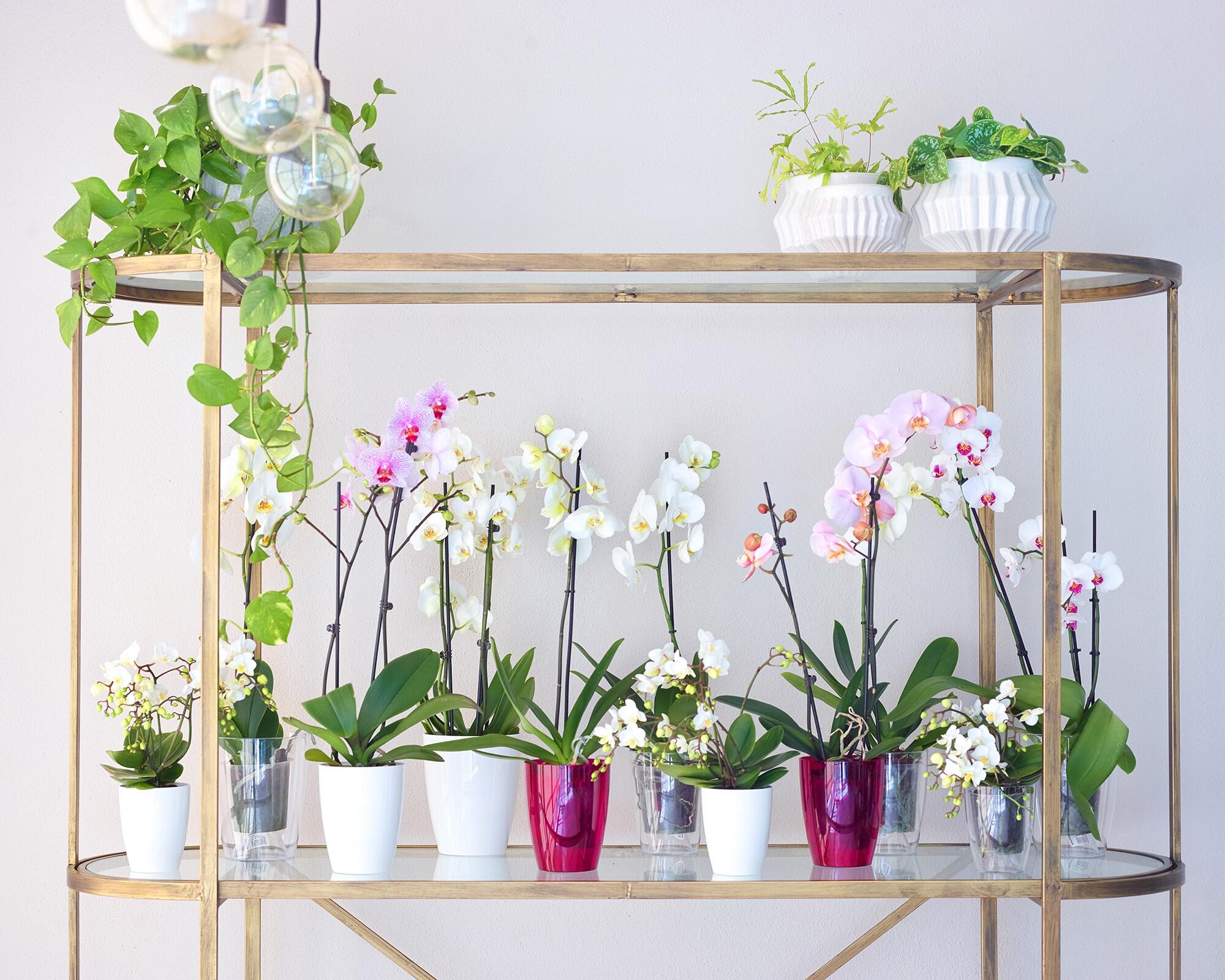 Vaso da fiori trasparente vaso da orchidea con for... – Grandado