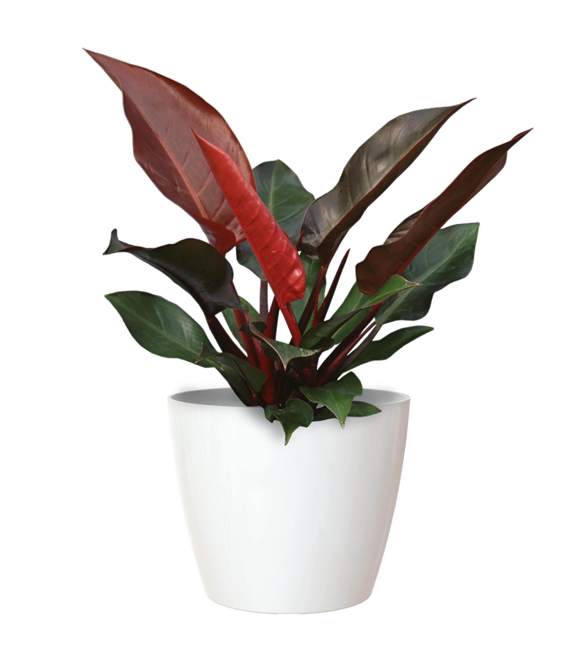 Vaso Rotondo Prosperplast Nitly Con Vasca Splofy Bowl, Plastica Bianca, 23,9 X 23,9 X 16,1 Cm