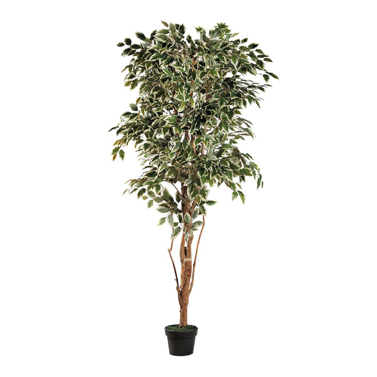 Pianta artificiale H 200 cm