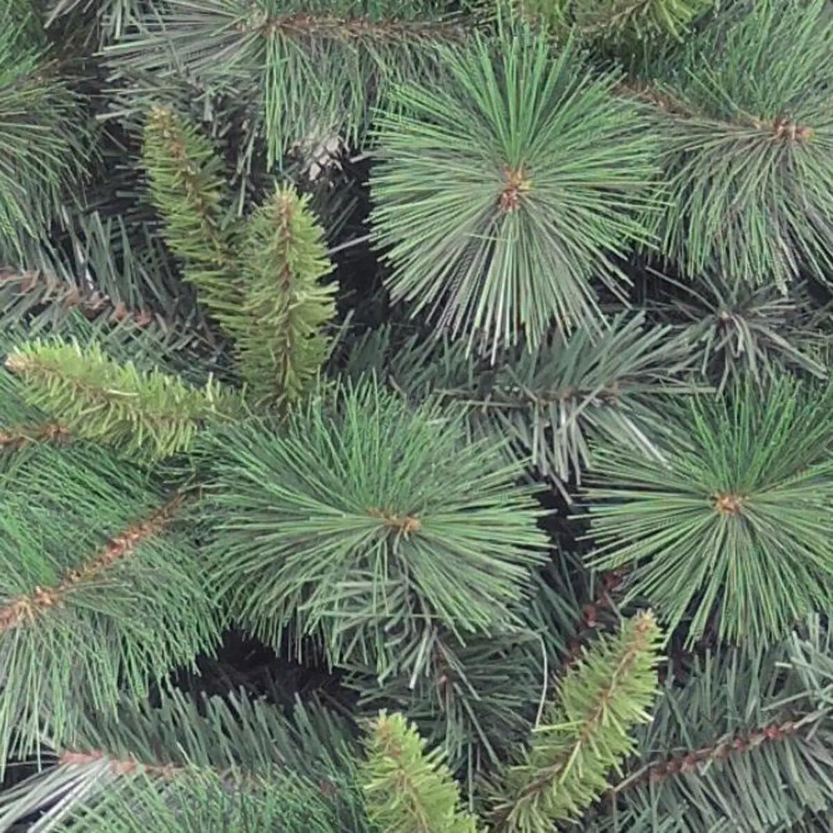 Albero di natale artificiale Marmolada in pvc verde H 180 cm x Ø 120 cm, 688 rami - 2