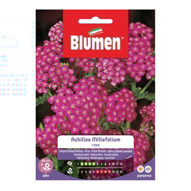 Seme fiore Achillea 20 g